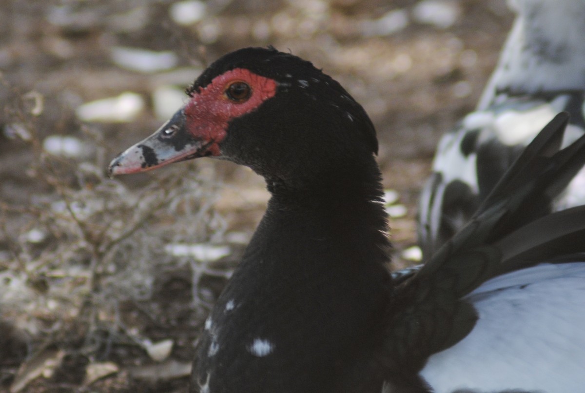 ברבר (מבוית) - ML650783165