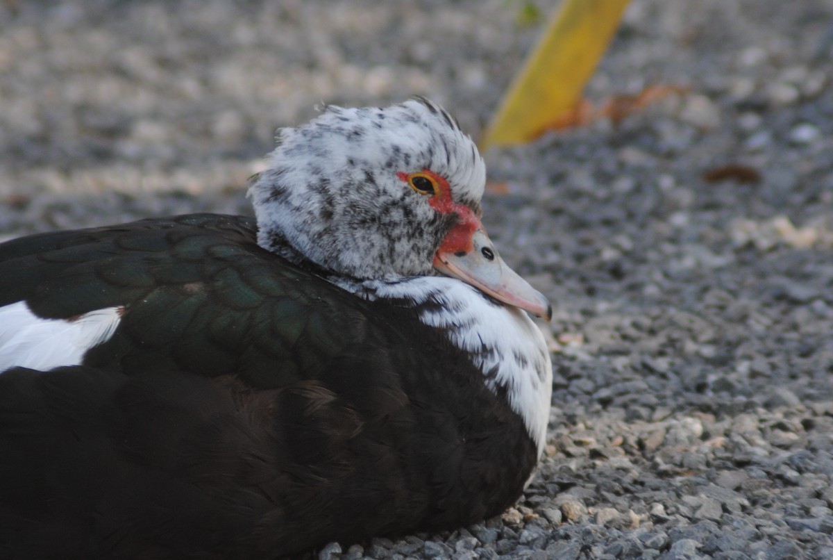 ברבר (מבוית) - ML650783166