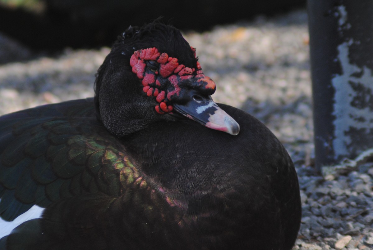 ברבר (מבוית) - ML650783167