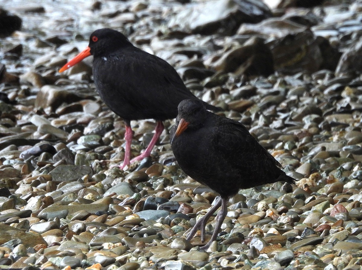 Variable Oystercatcher - ML650783168