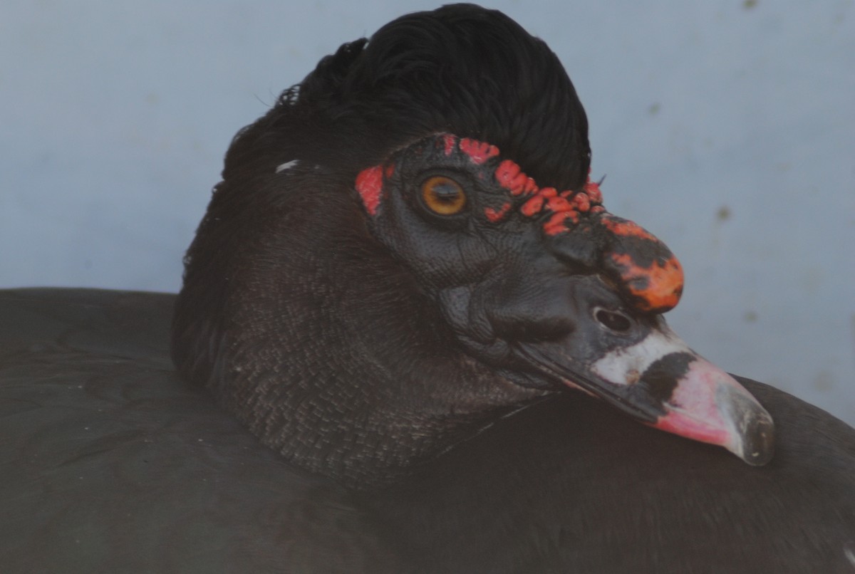 ברבר (מבוית) - ML650783170