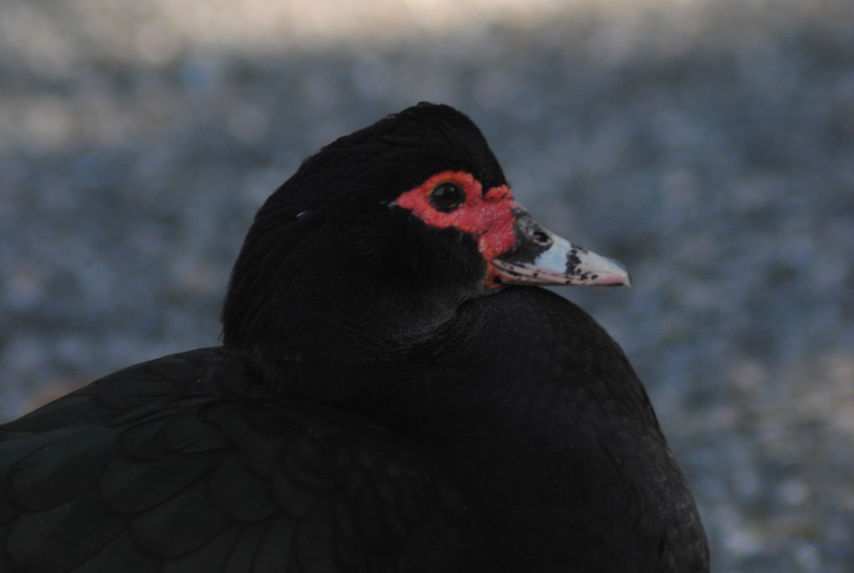 ברבר (מבוית) - ML650783171