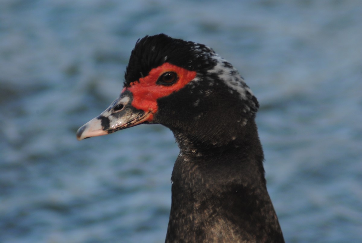 ברבר (מבוית) - ML650783172