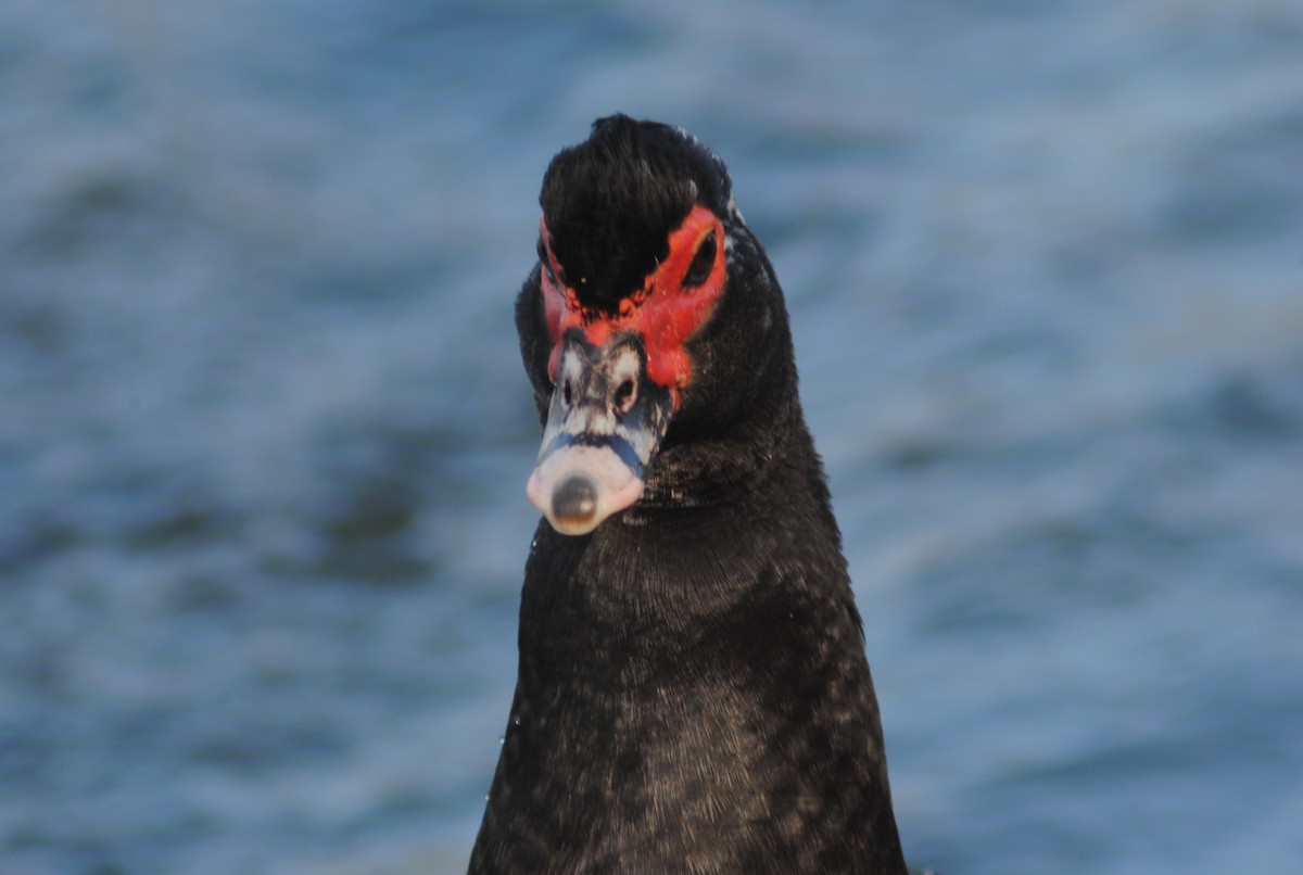 ברבר (מבוית) - ML650783173