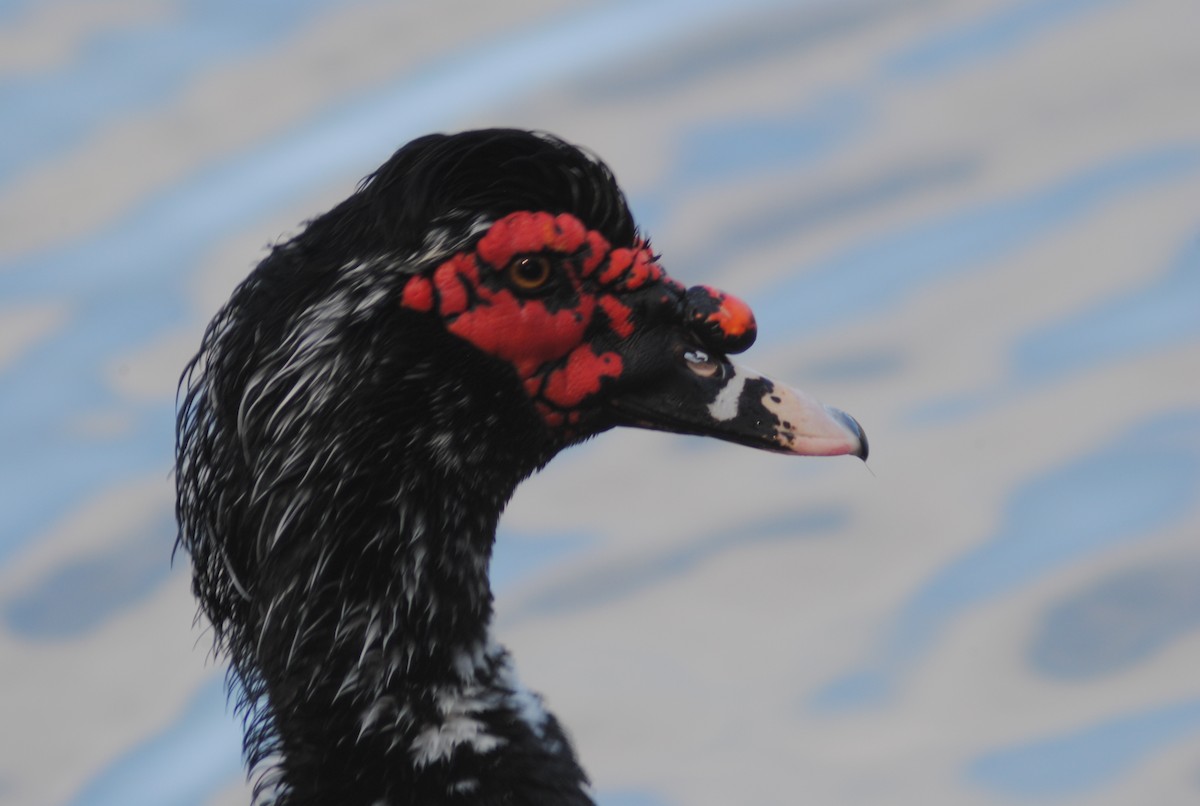 ברבר (מבוית) - ML650783174