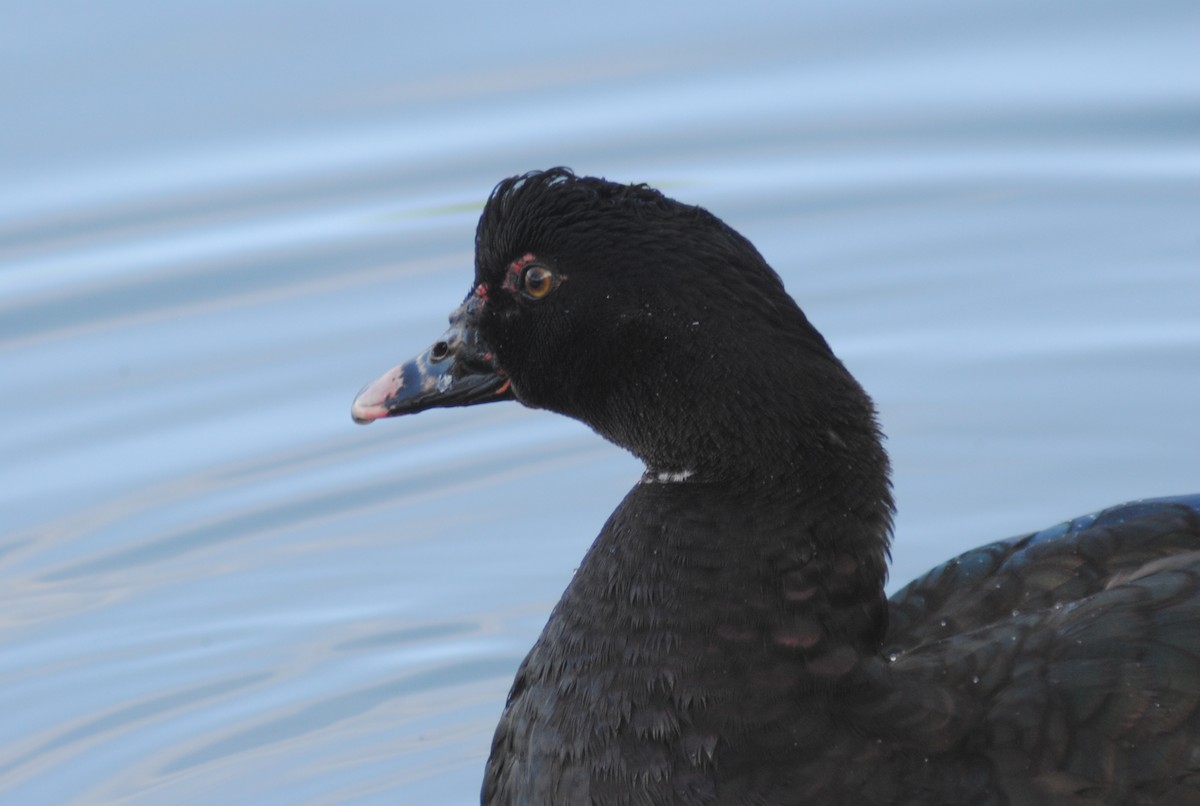 ברבר (מבוית) - ML650783175