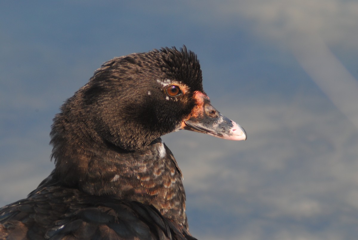 ברבר (מבוית) - ML650783176