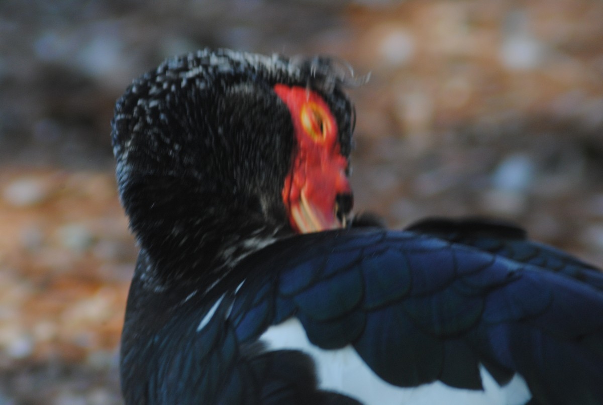 ברבר (מבוית) - ML650783177