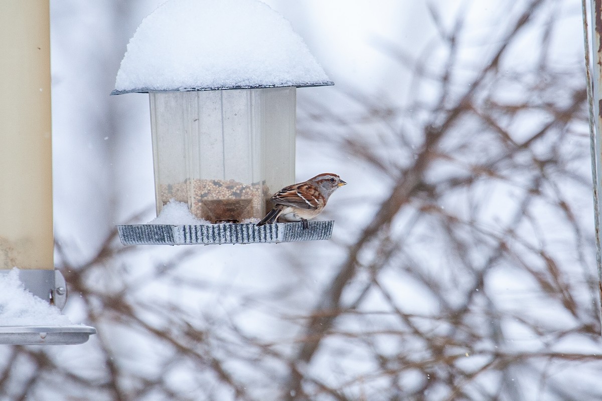 ムナフヒメドリ - ML650783179