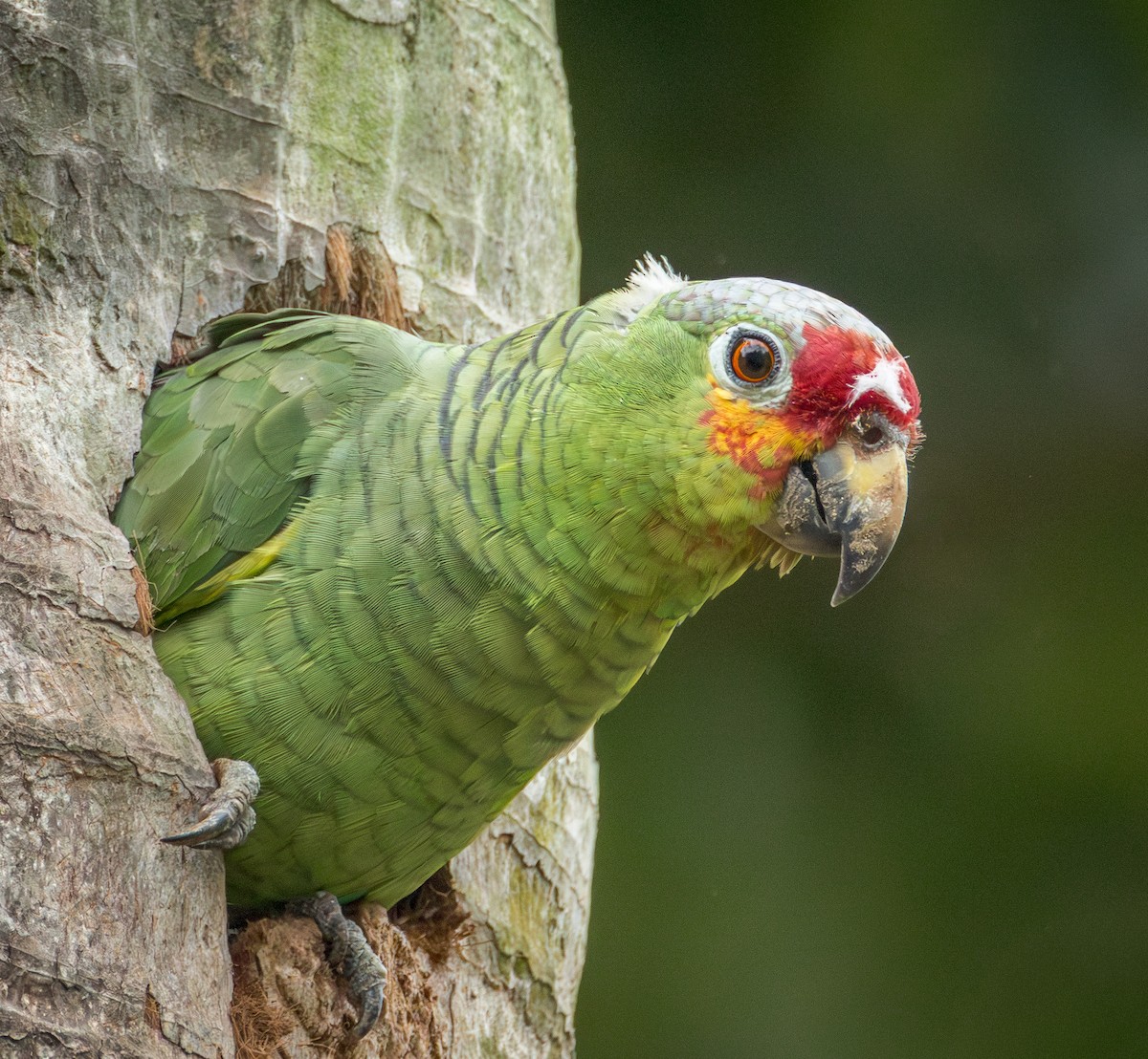 Red-lored Amazon - ML650783180