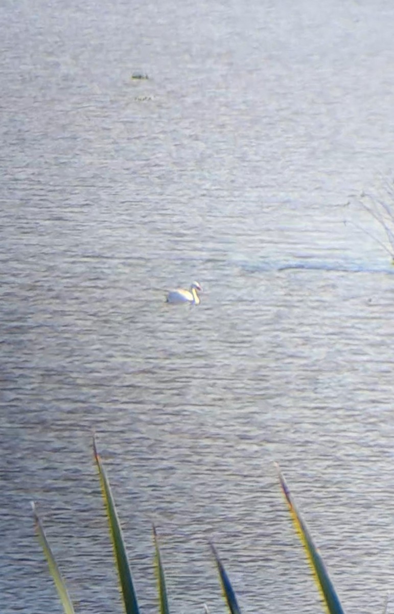 Coscoroba Swan - ML650783181