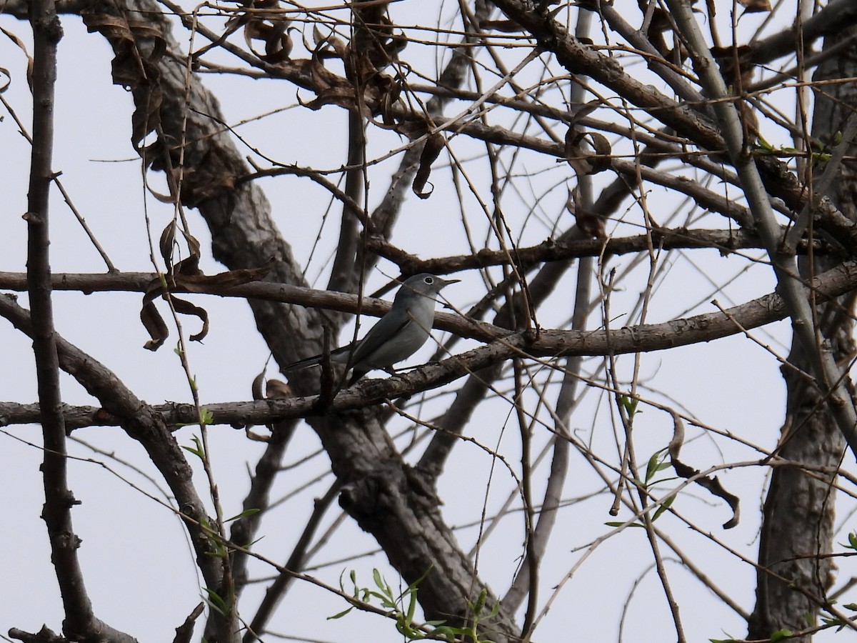 ברחשית כחלחלה - ML650783185