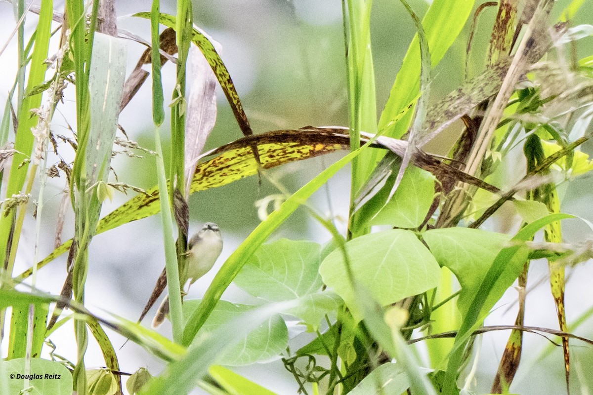 Yellow-bellied Prinia - ML650783186