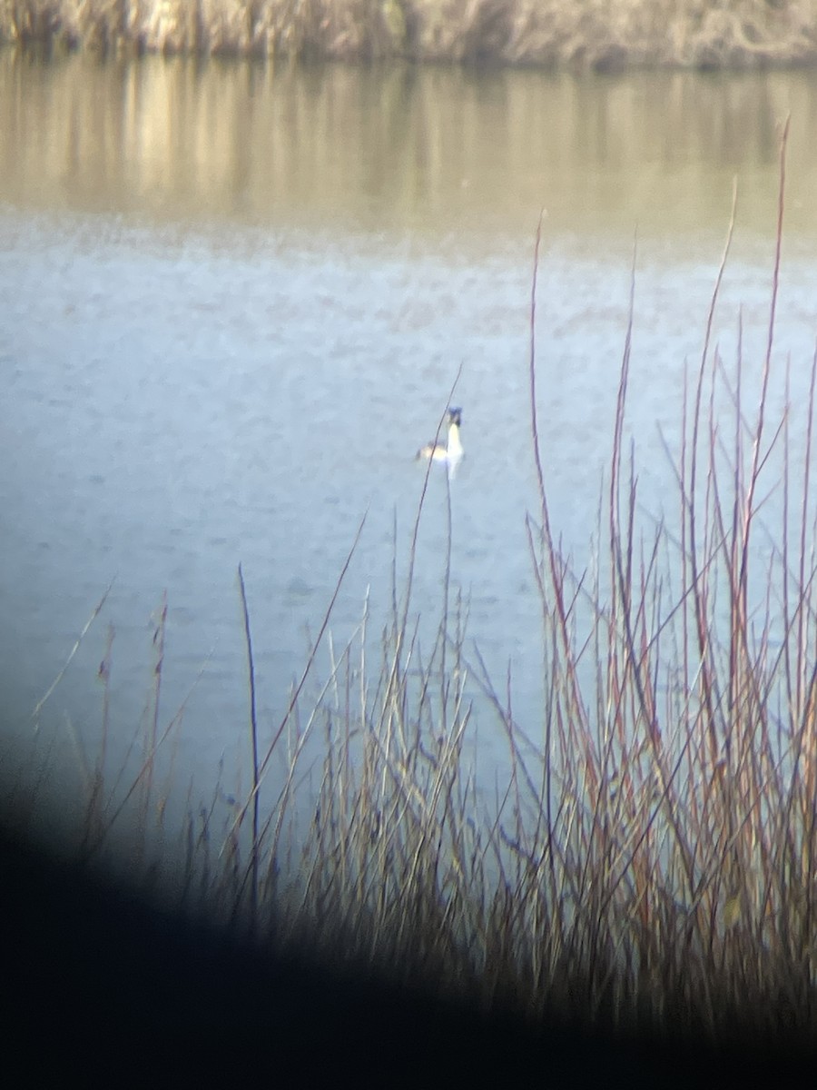 טבלן מצויץ - ML650783188
