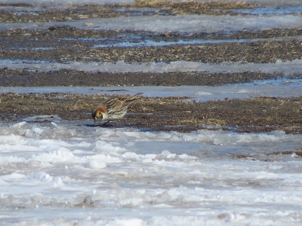 גיבתון לפלנדי - ML650783192
