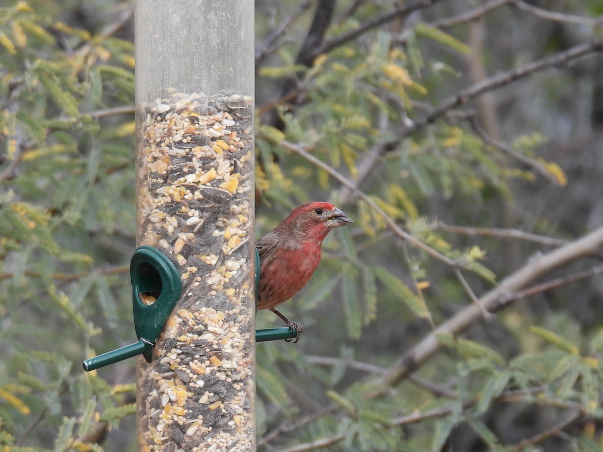 House Finch - ML650783193