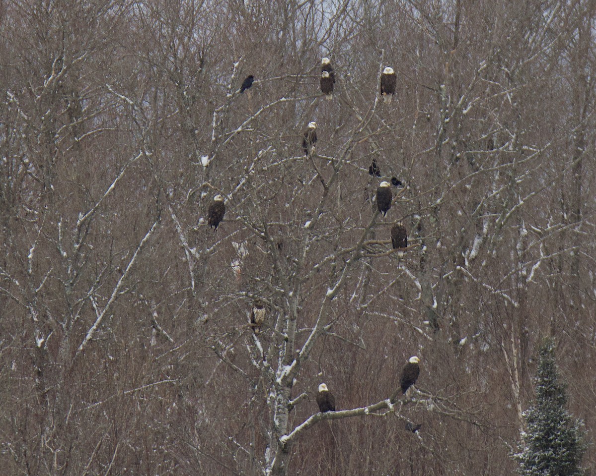 Bald Eagle - ML650783215