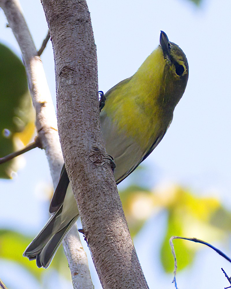 Yellow-throated Vireo - ML650783249