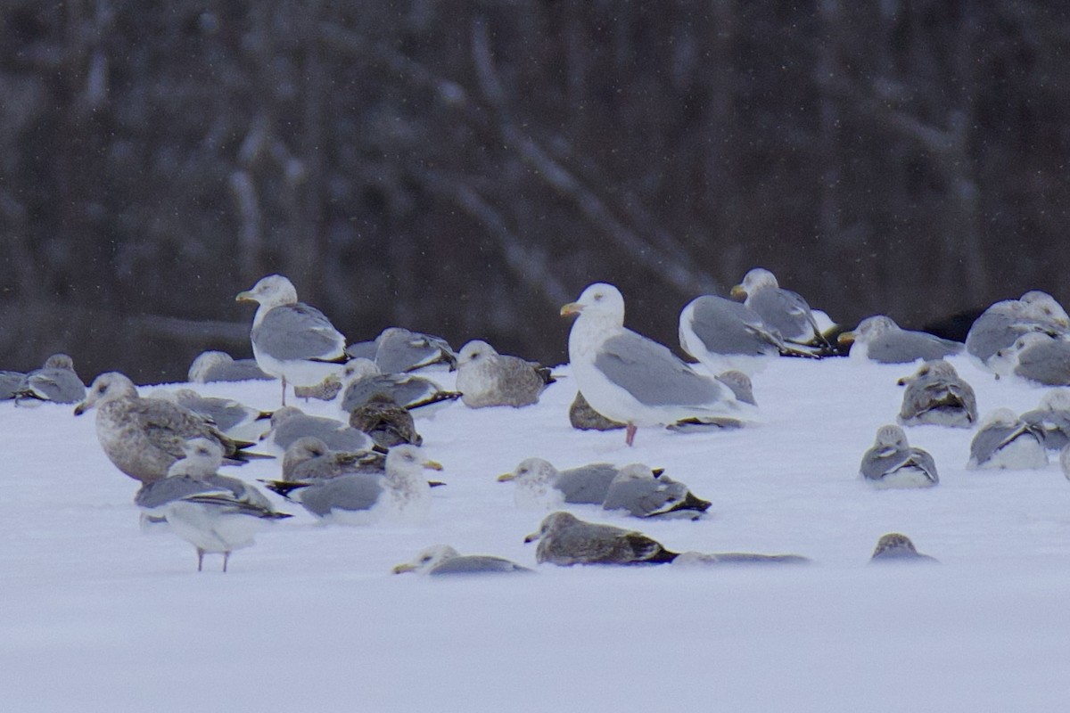 Glaucous Gull - ML650783261