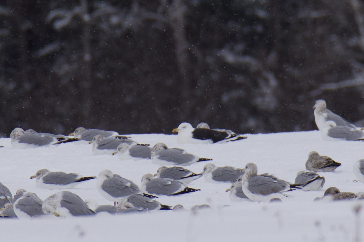 Great Black-backed Gull - ML650783282