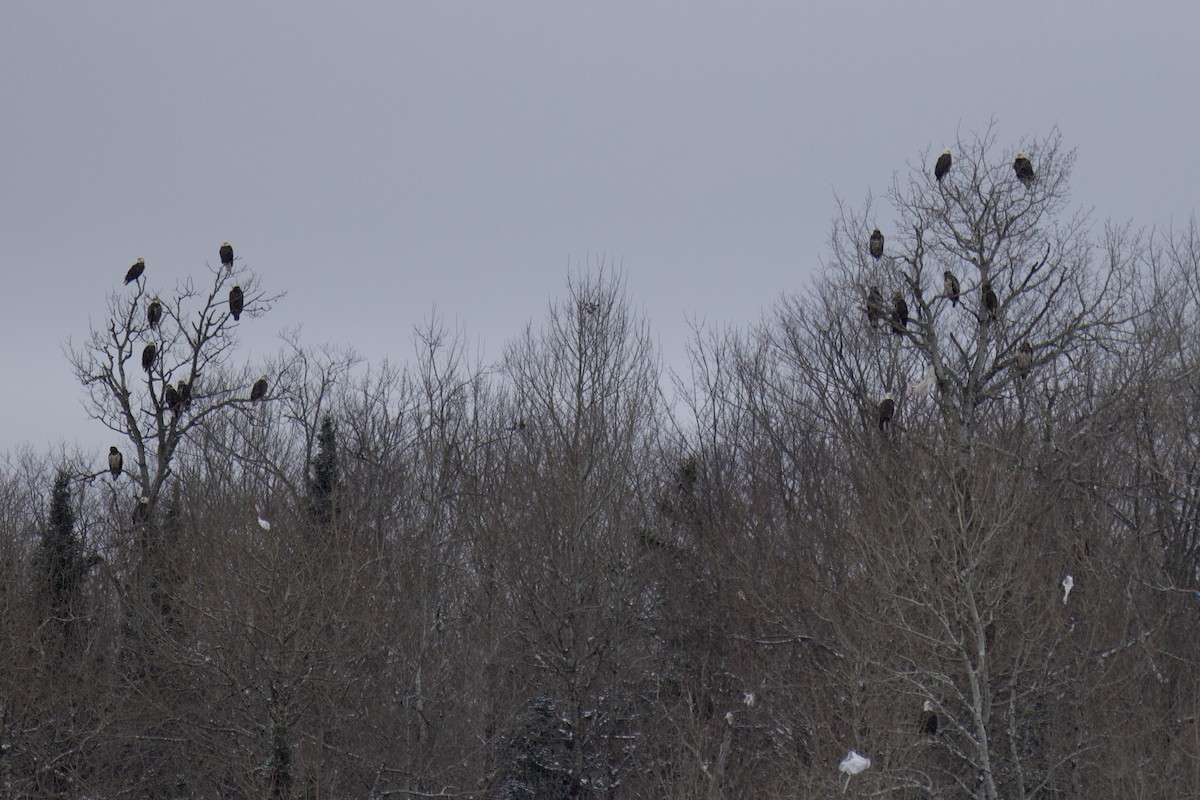 Bald Eagle - ML650783303