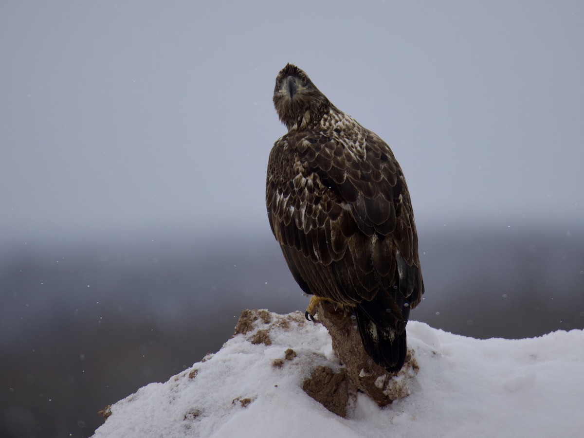 Bald Eagle - ML650783304