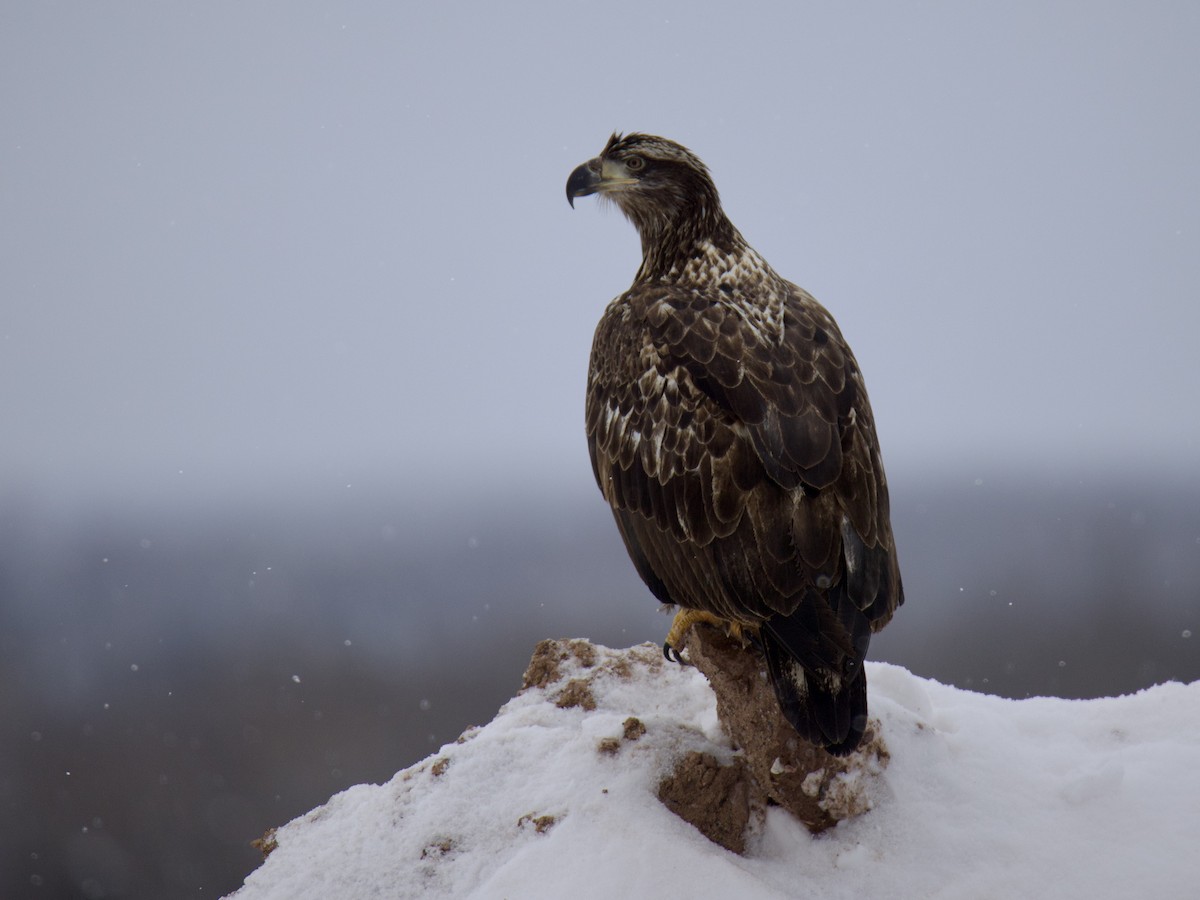 Bald Eagle - ML650783305