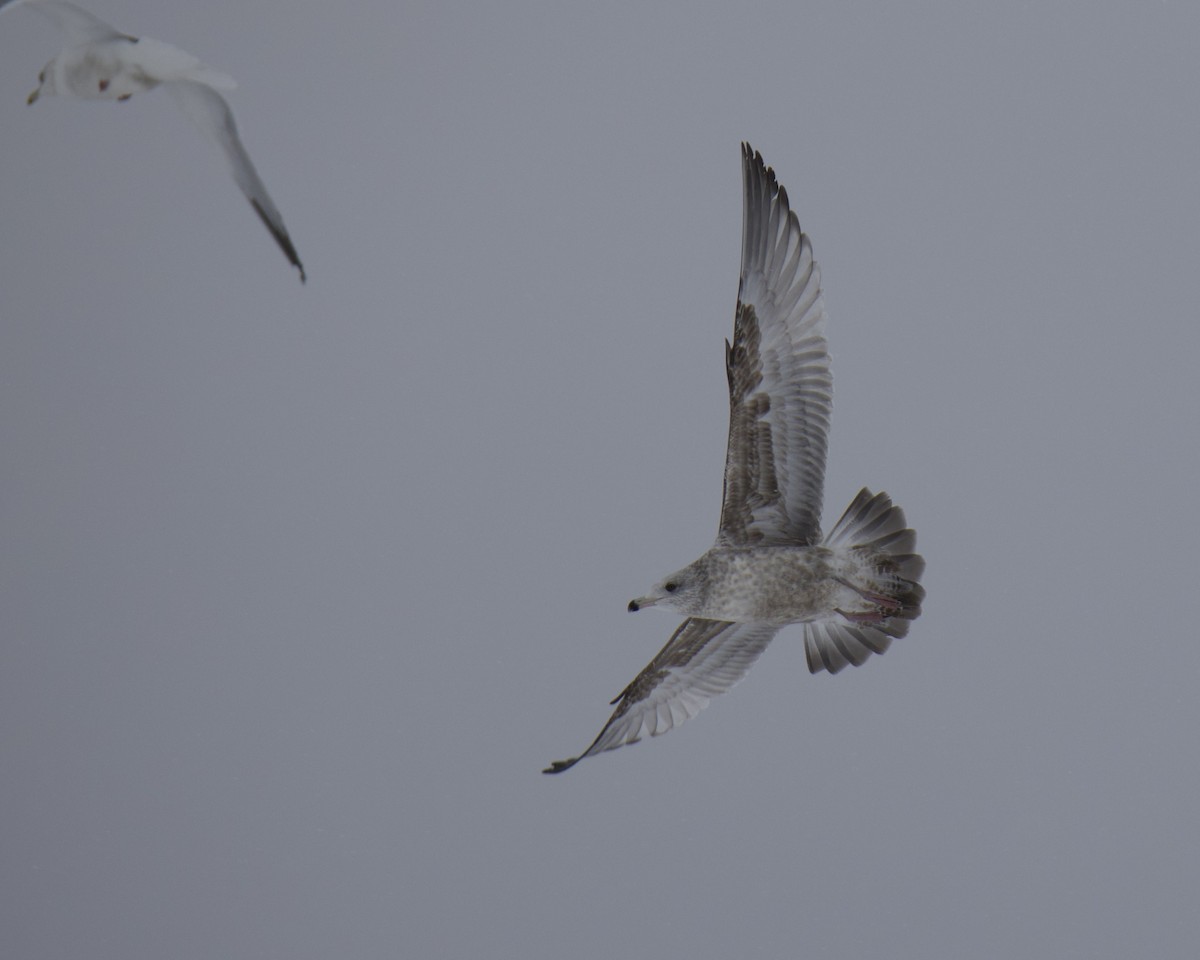 American Herring Gull - ML650783377