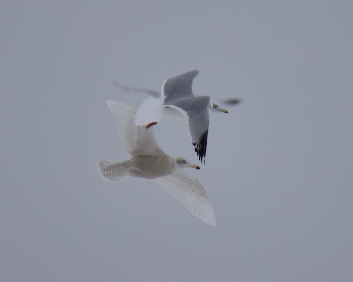 Glaucous Gull - ML650783435