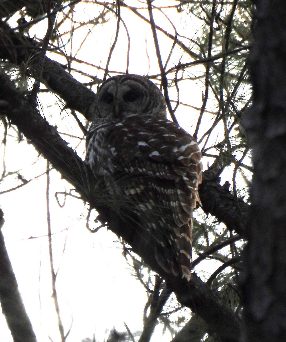 Barred Owl - ML650783501