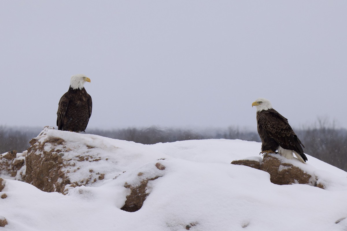 Bald Eagle - ML650783511