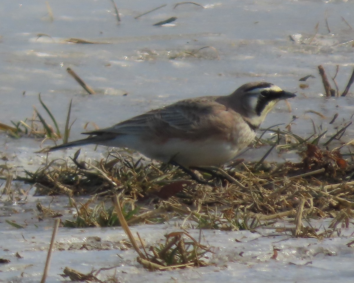Horned Lark - ML650783687