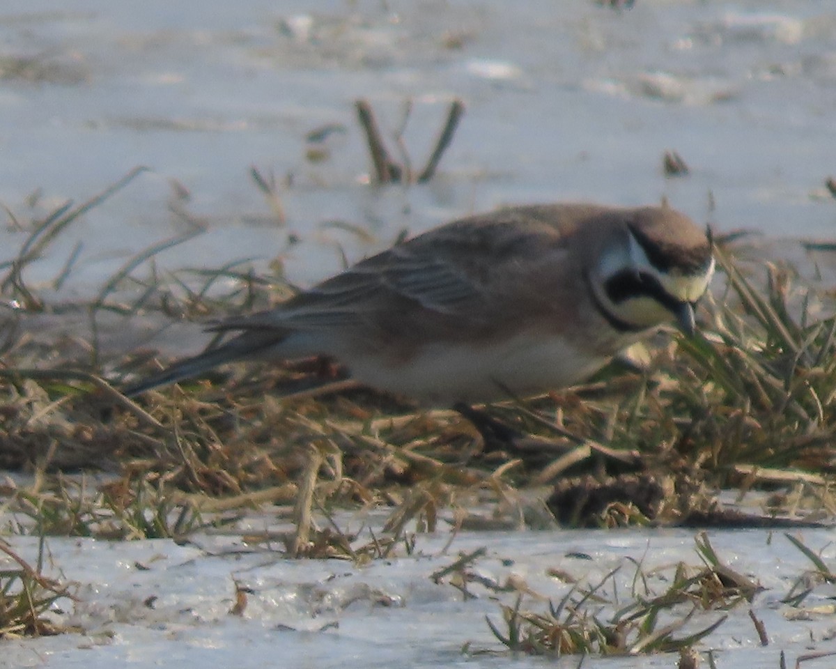 Horned Lark - ML650783688