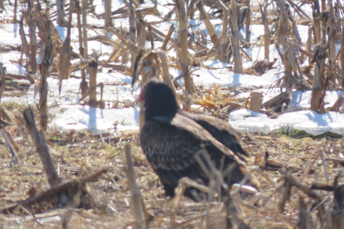 Turkey Vulture - ML650783747