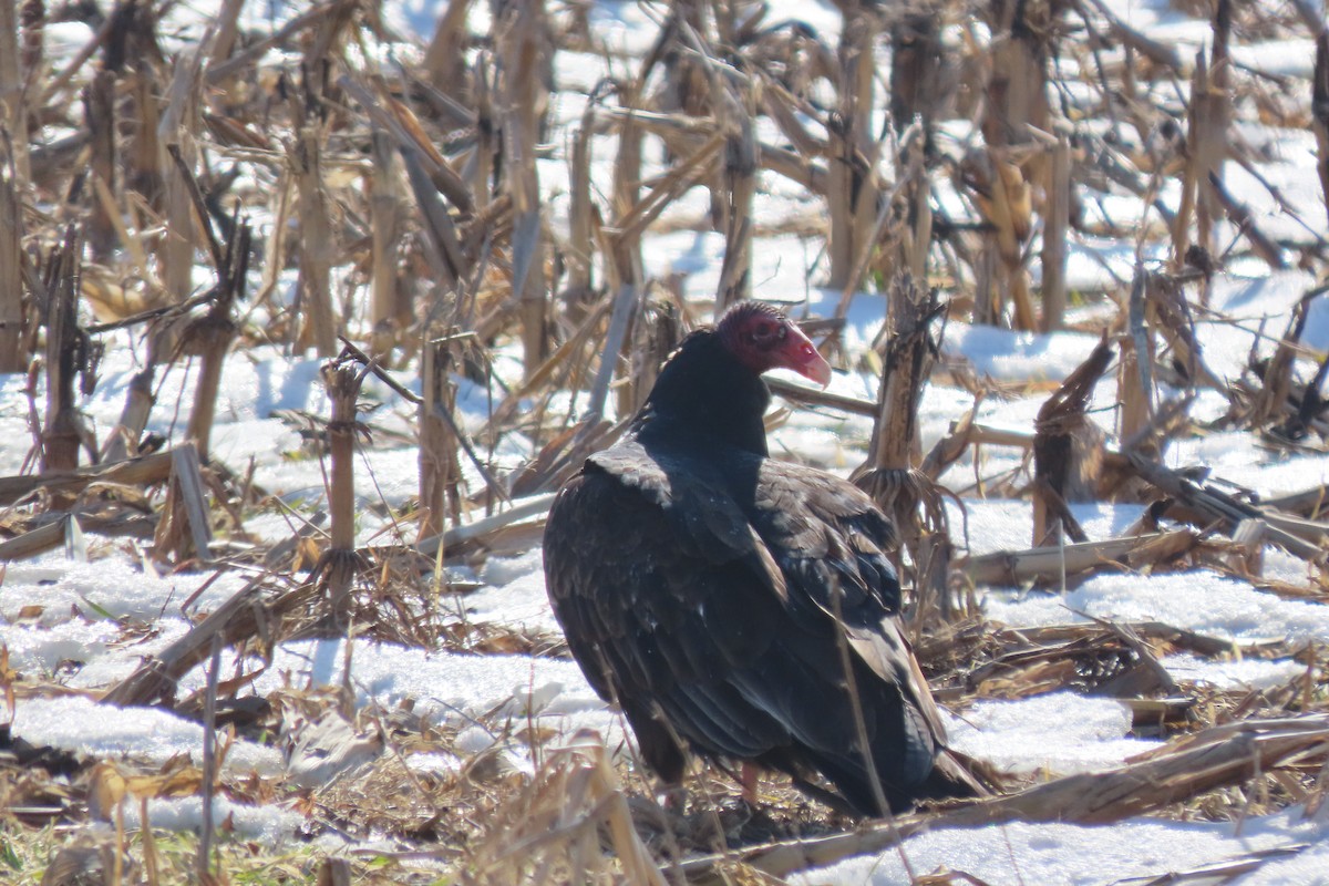 Turkey Vulture - ML650783748