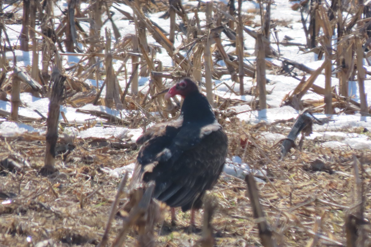 Turkey Vulture - ML650783749