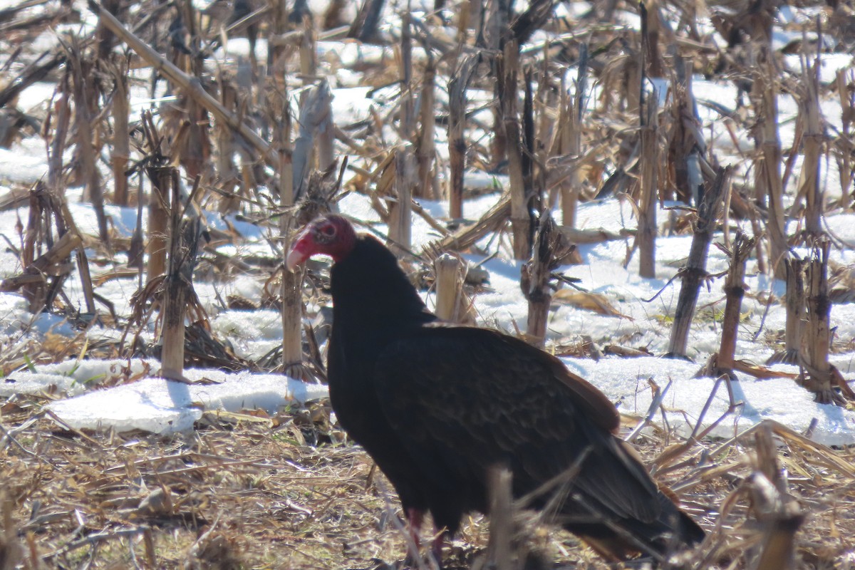 Turkey Vulture - ML650783750