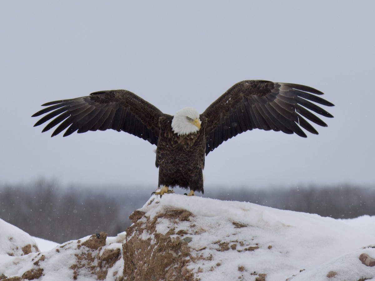 Bald Eagle - ML650783760