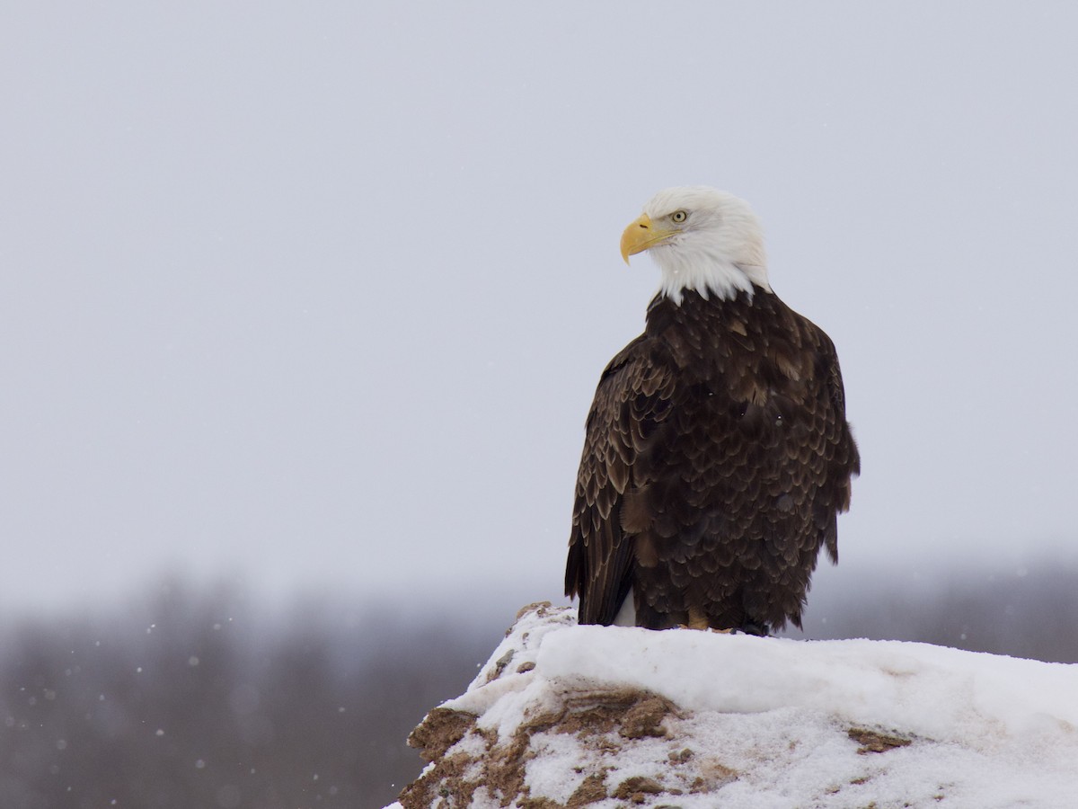 Bald Eagle - ML650783768