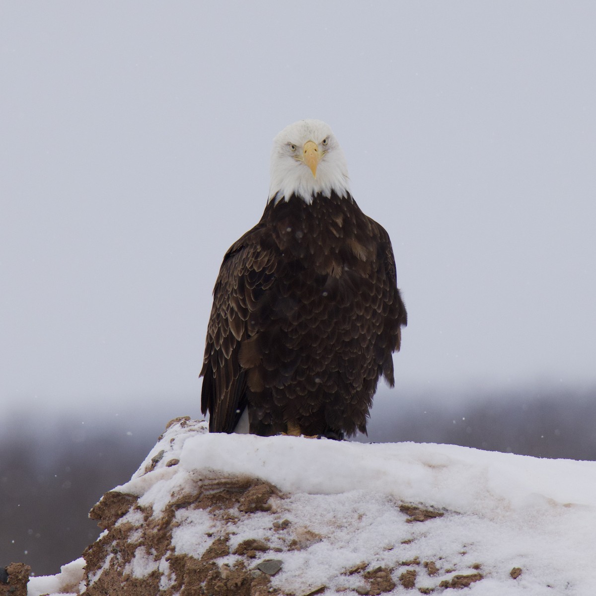 Bald Eagle - ML650783769