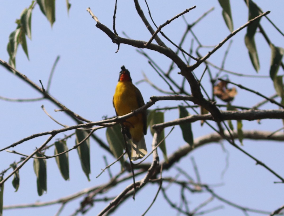 Рыжегорлый бюльбюль - ML650784467