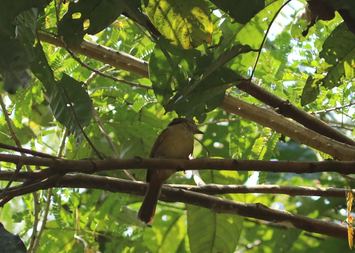 Серошапочная альциппа - ML650784481