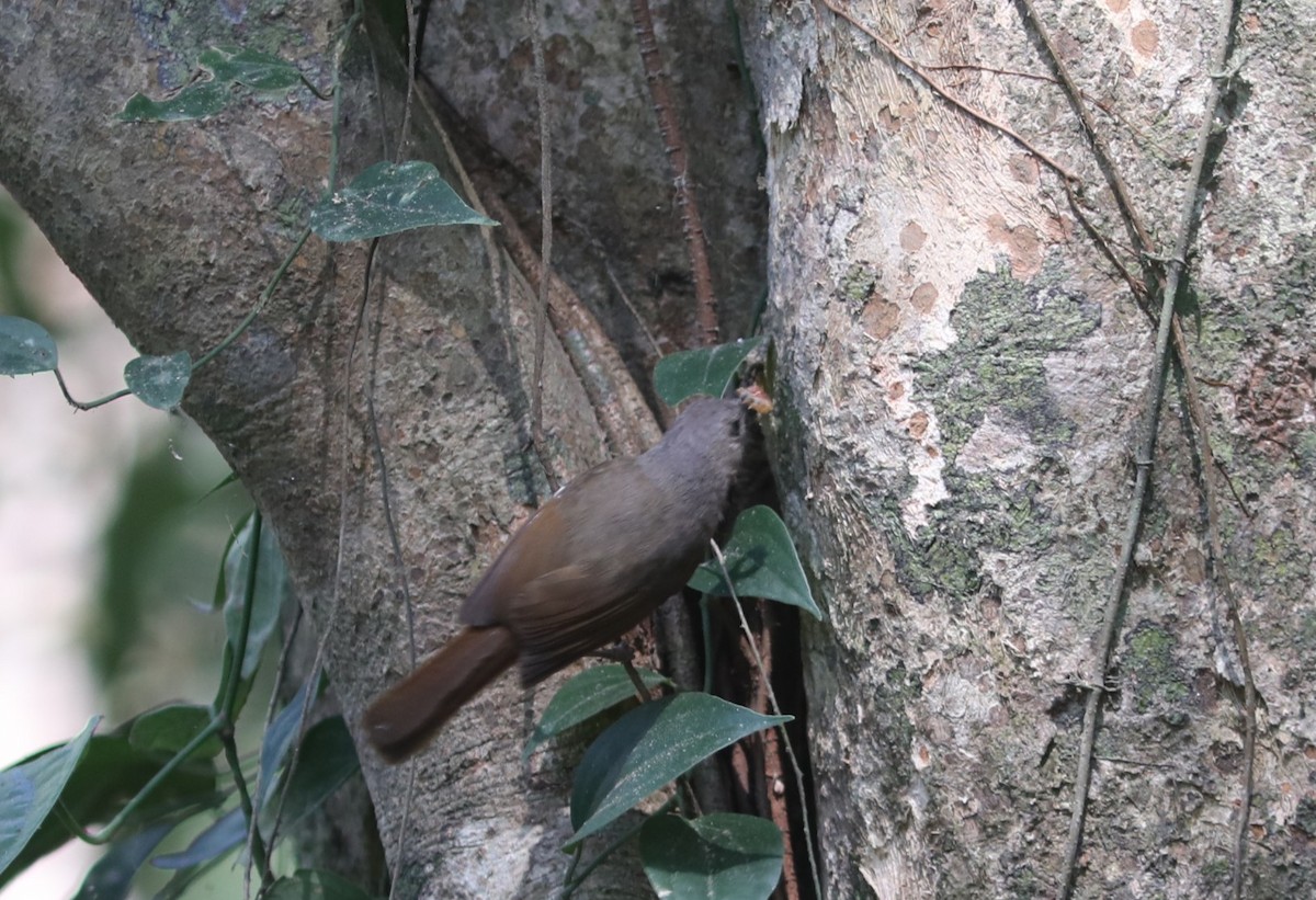 Серошапочная альциппа - ML650784482