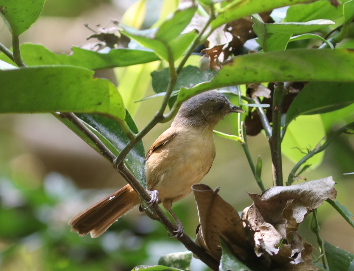 Серошапочная альциппа - ML650784483