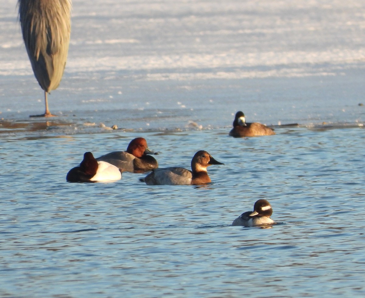 Canvasback - ML650784545