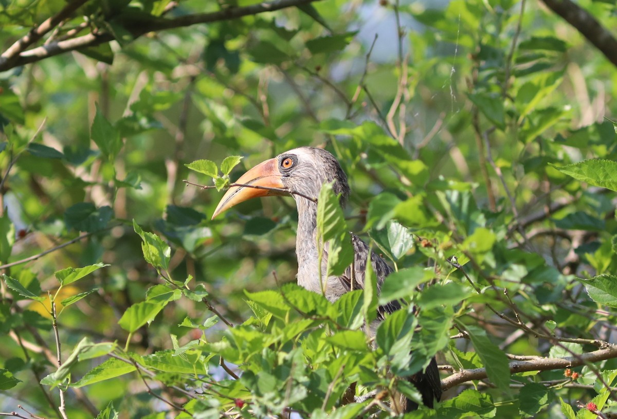 Малабарский серый ток - ML650784550