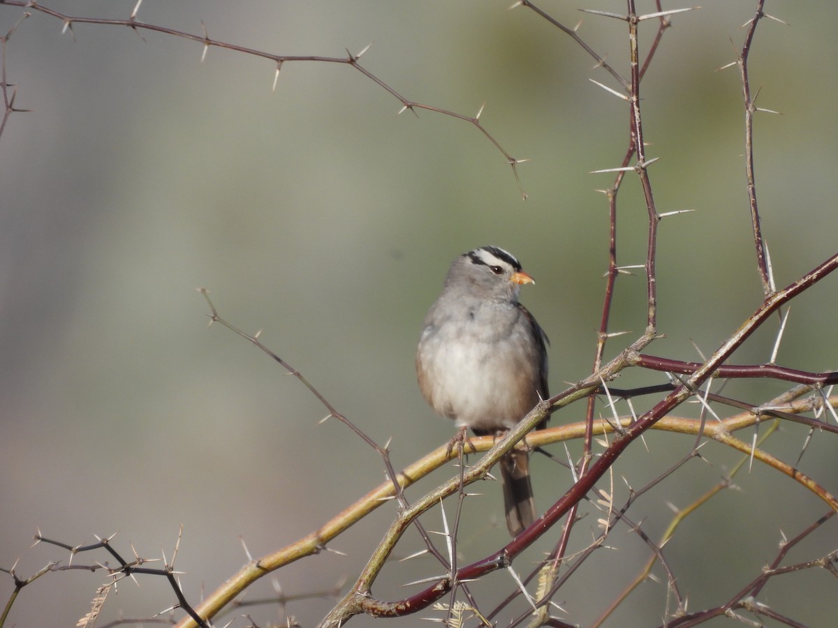 White-crowned Sparrow - ML650784583