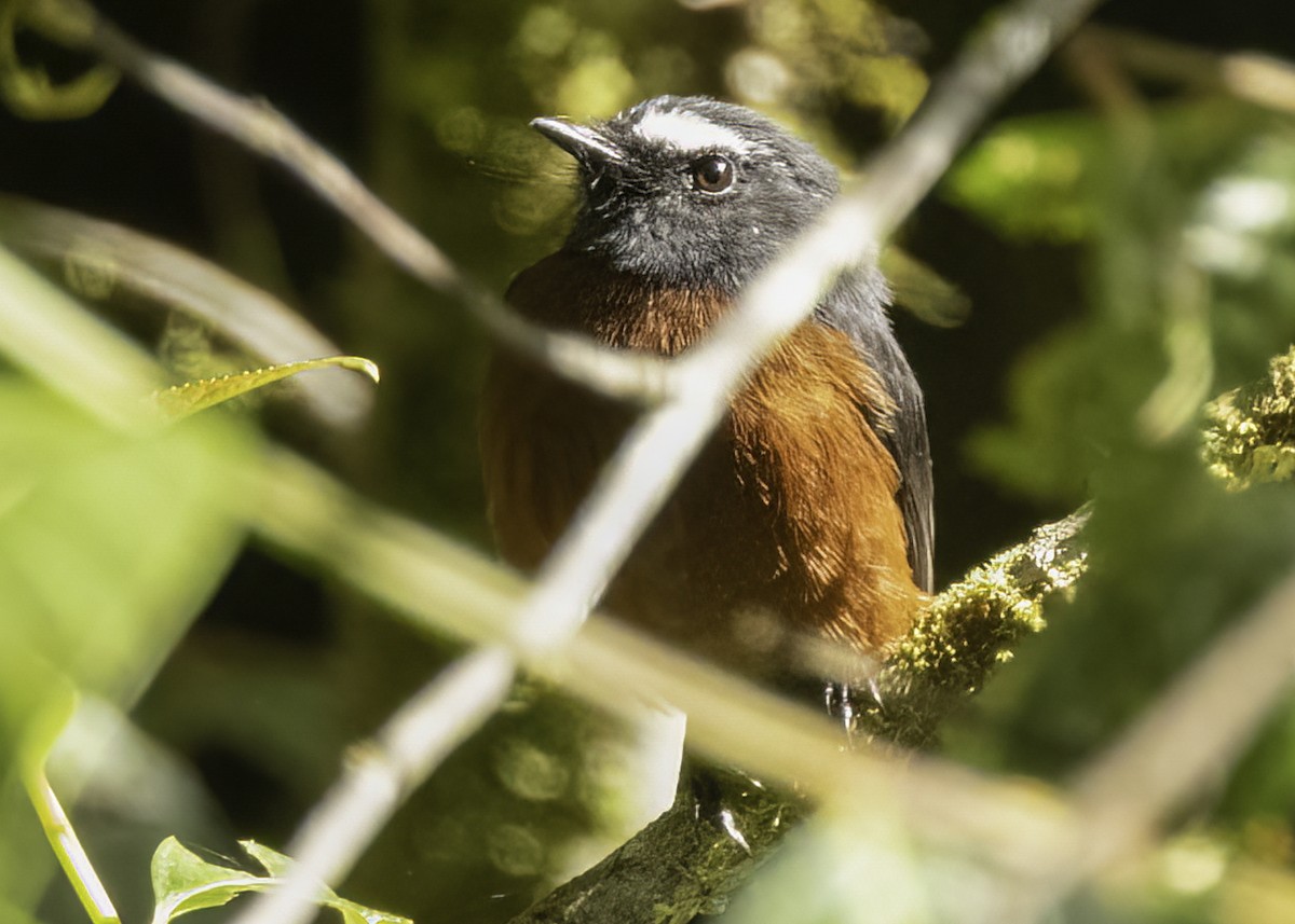 Chestnut-bellied Chat-Tyrant - ML650784658