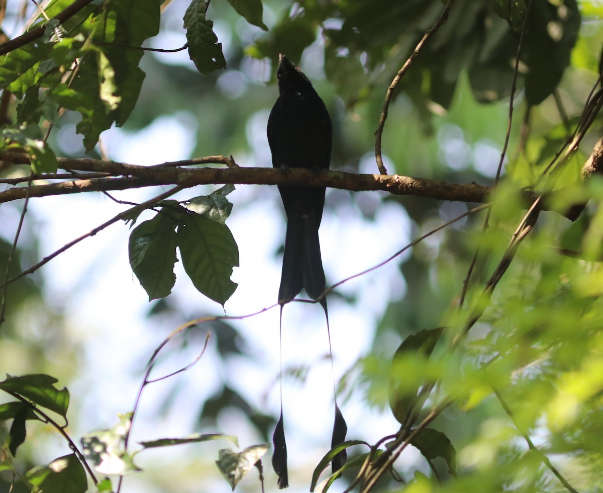 Райский дронго - ML650784668