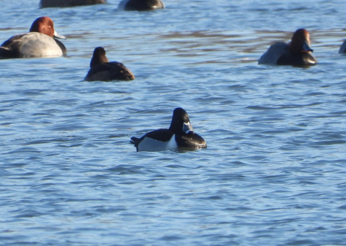 Ring-necked Duck - ML650784766